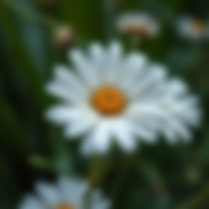 Magnificent Daisy Iron-On Patches: A Comprehensive Guide