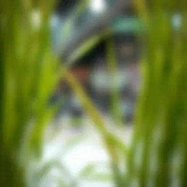 Magnificent Exploring Artificial Wheat Grass Stems: Applications and Insights