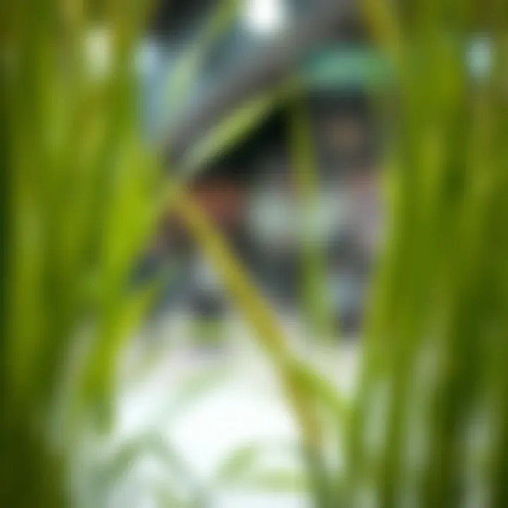 Magnificent Exploring Artificial Wheat Grass Stems: Applications and Insights