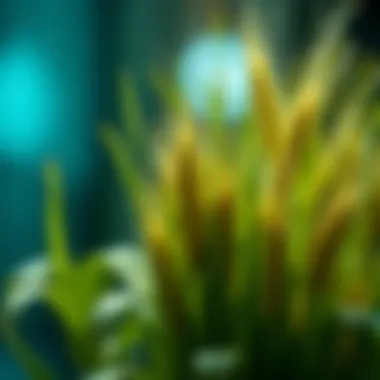 Exploring Artificial Wheat Grass Stems: Applications and Insights Summary