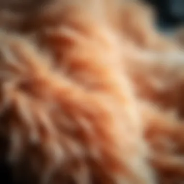 Plush Texture of Rabbit Fur Close-up of soft, plush rabbit fur showcasing texture and quality