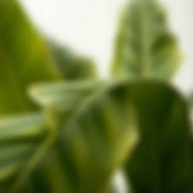 Intricate Details of Artificial Banana Leaves Close-up of artificial banana leaves showcasing intricate details