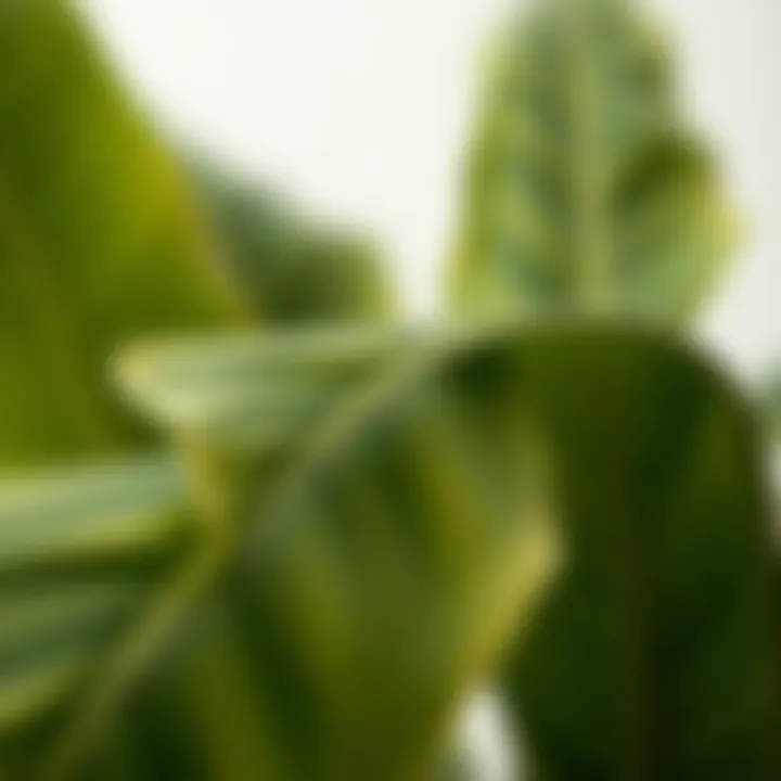 Intricate Details of Artificial Banana Leaves Close-up of artificial banana leaves showcasing intricate details